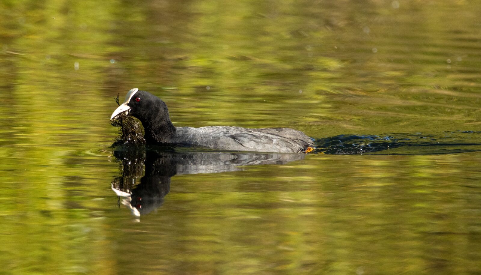 Canon EOS 90D sample photo. Coot, nest building, water photography