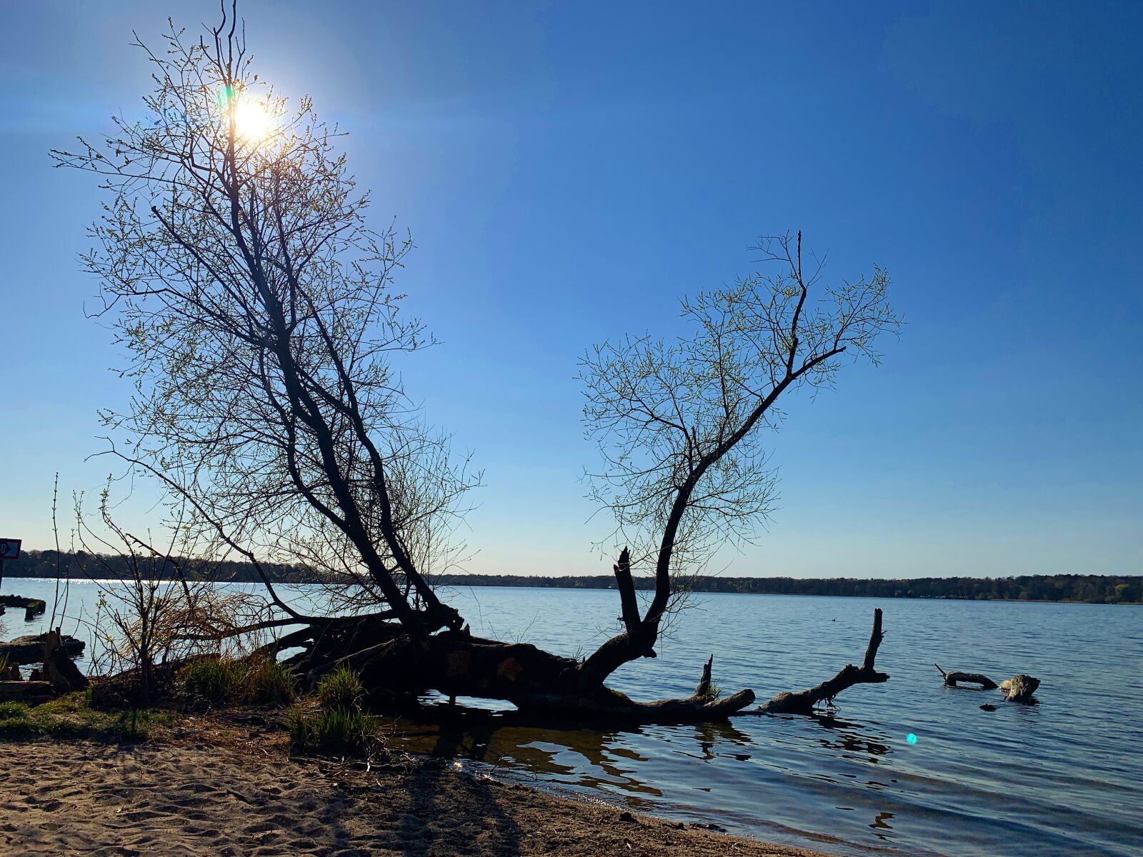 iPhone XR back camera 4.25mm f/1.8 sample photo. Lake, blue, tree photography