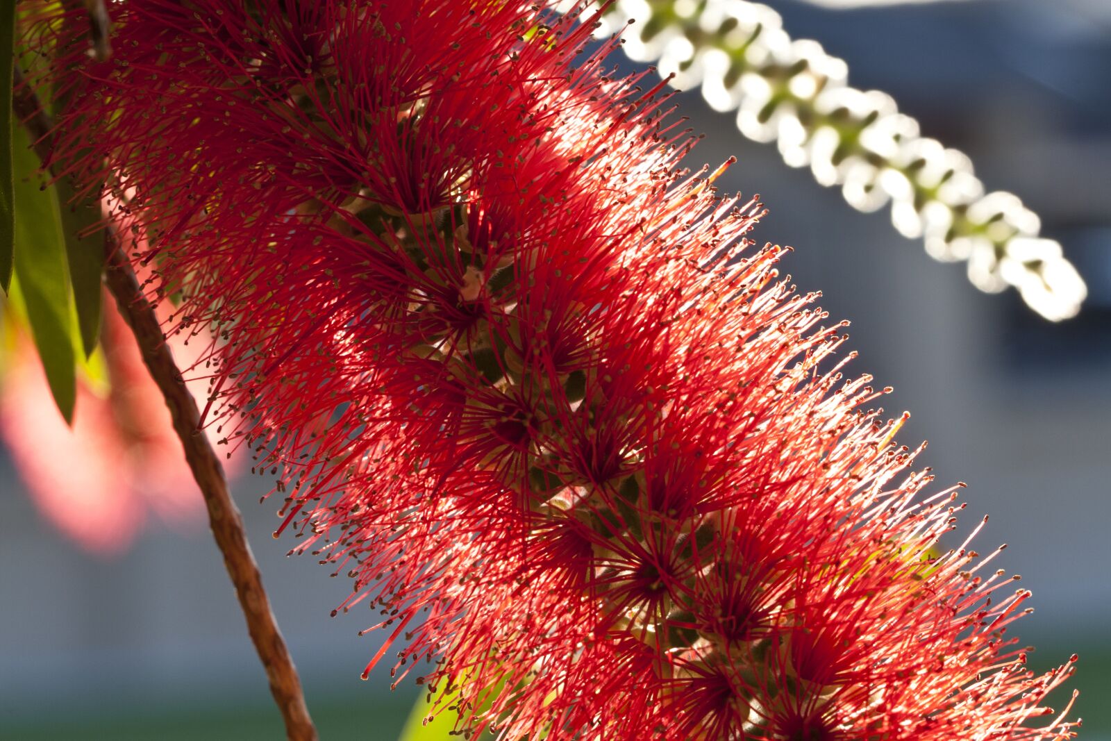 Canon EOS 400D (EOS Digital Rebel XTi / EOS Kiss Digital X) sample photo. Bottlebrush, callistemon, flower photography