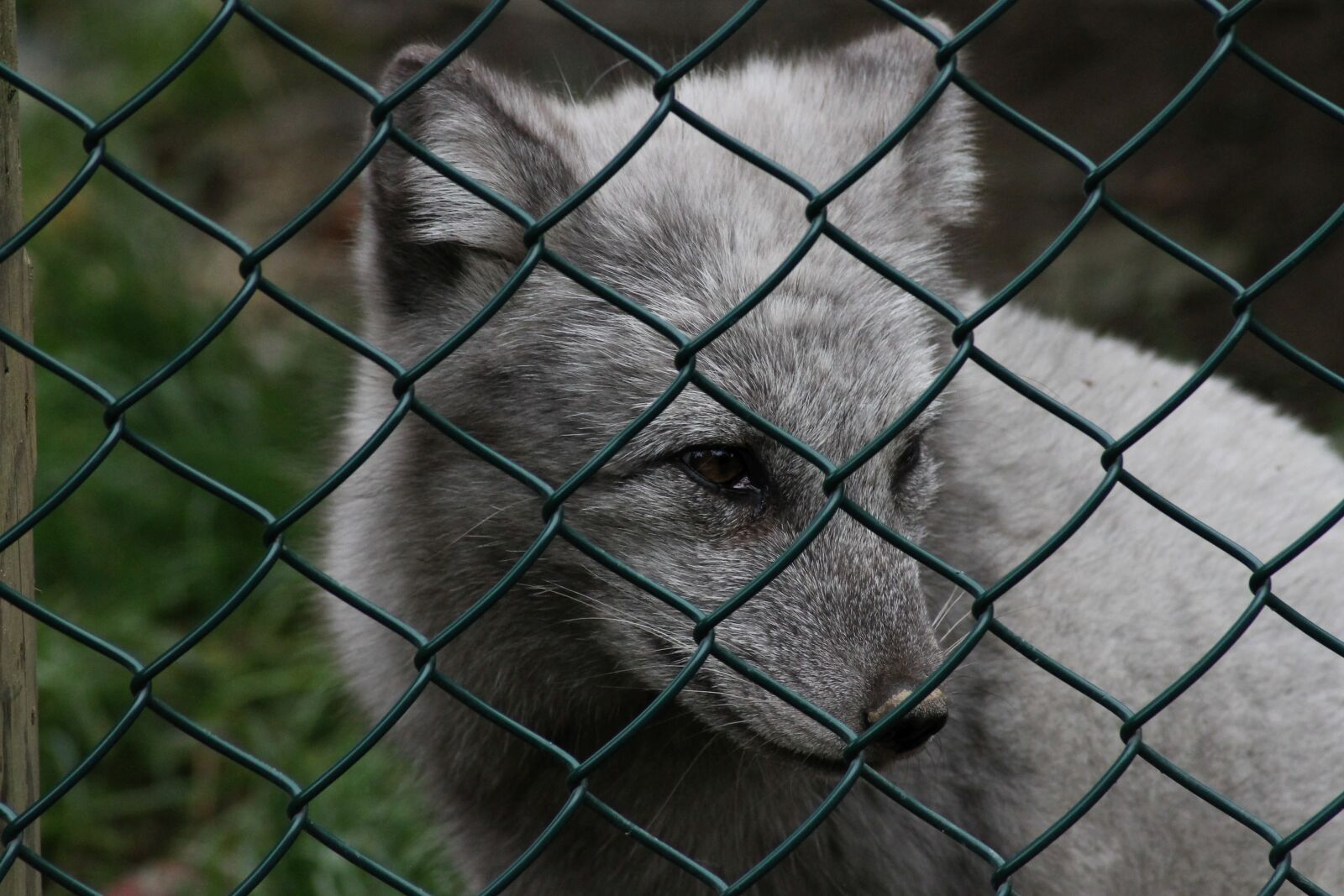 Canon EOS 1100D (EOS Rebel T3 / EOS Kiss X50) sample photo. Arctic fox, grey, fence photography
