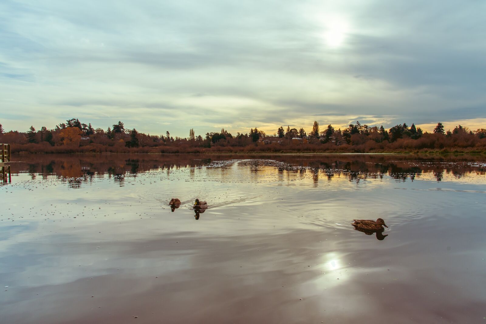 Nikon D750 sample photo. Ducks, lake, sun photography