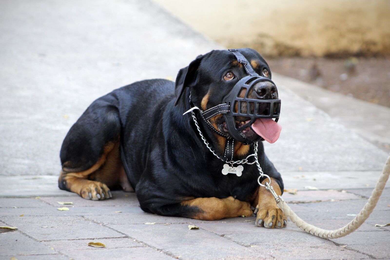 Canon EOS 1300D (EOS Rebel T6 / EOS Kiss X80) + Canon EF75-300mm f/4-5.6 sample photo. Muzzle, halter, rottweiler photography