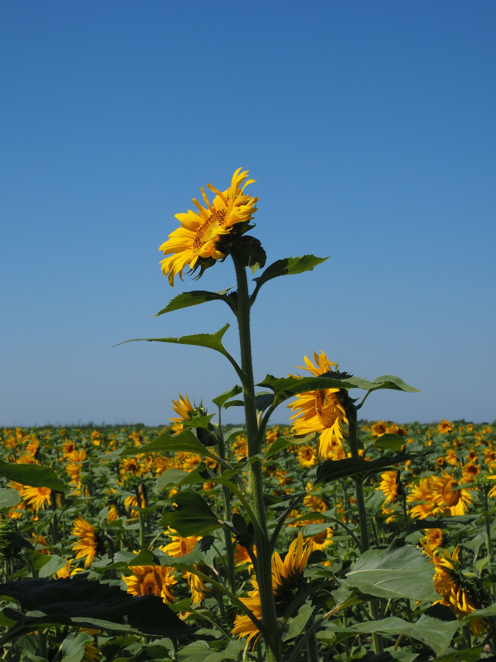 Olympus OM-D E-M1 + Olympus M.Zuiko Digital ED 12-40mm F2.8 Pro sample photo. Sunflower, inflorescence, flower basket photography