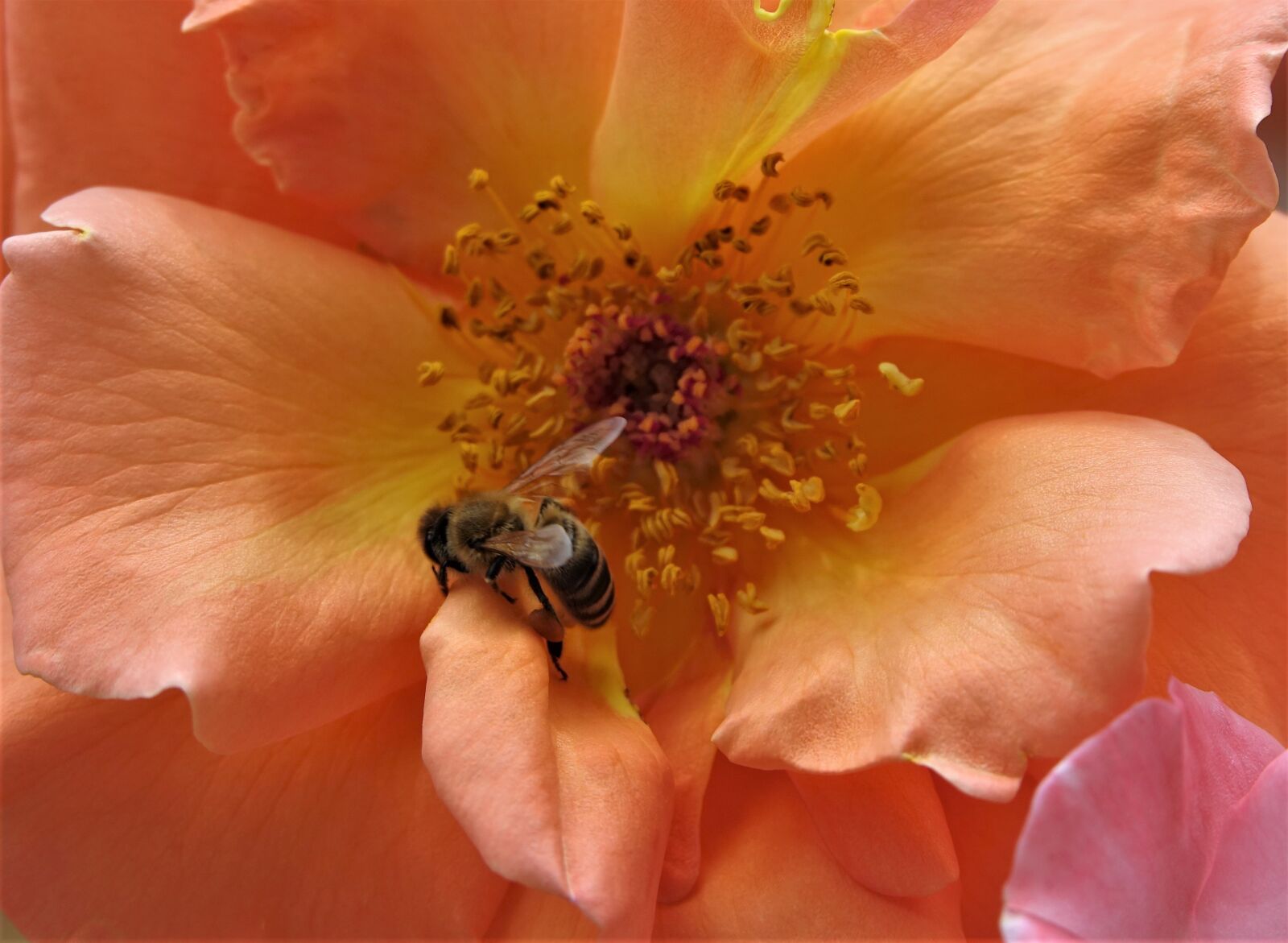 Sony Cyber-shot DSC-RX10 III sample photo. Bee, blossom, bloom photography