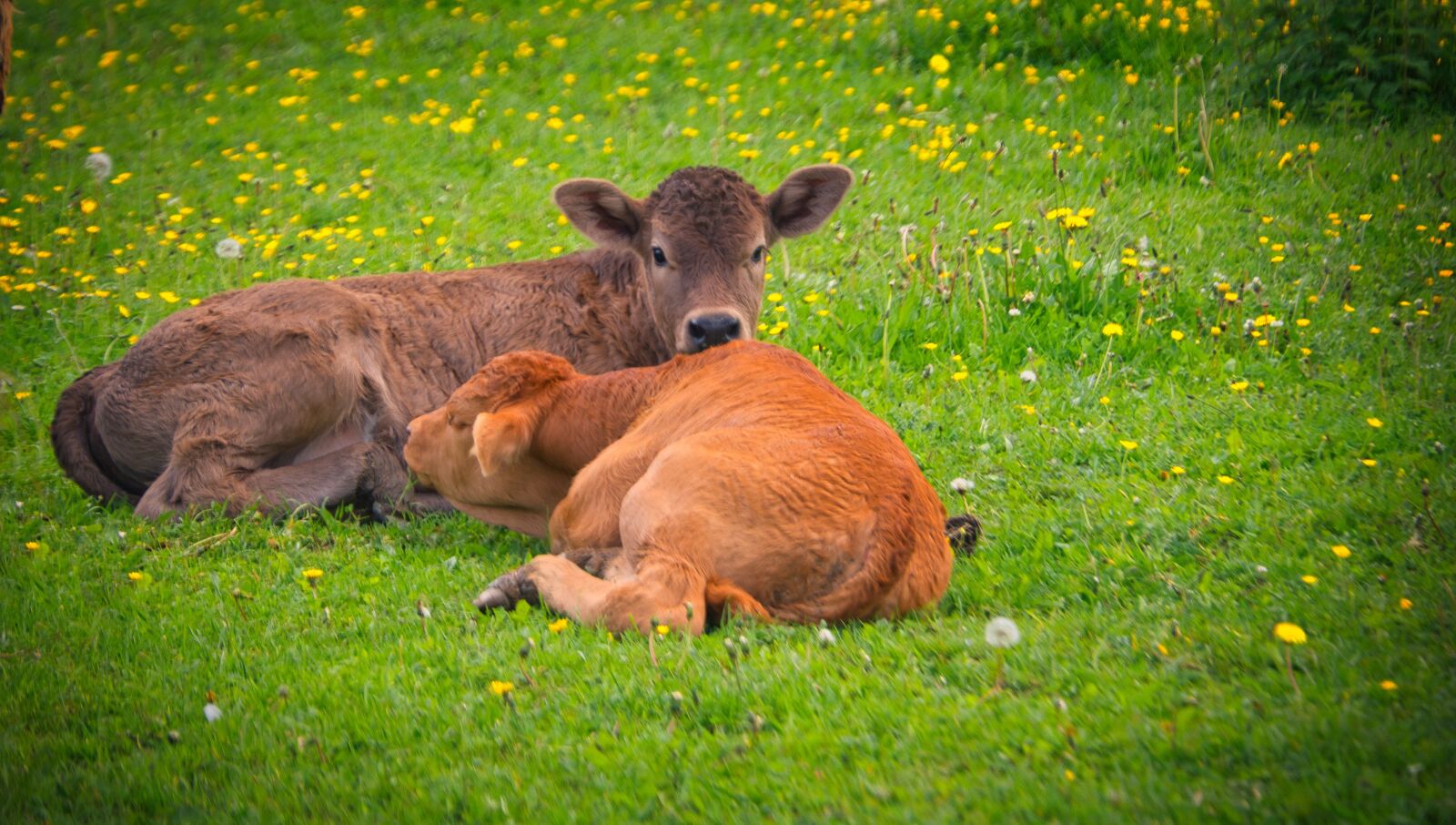 Nikon D7100 sample photo. Farm animals, calves, cows photography