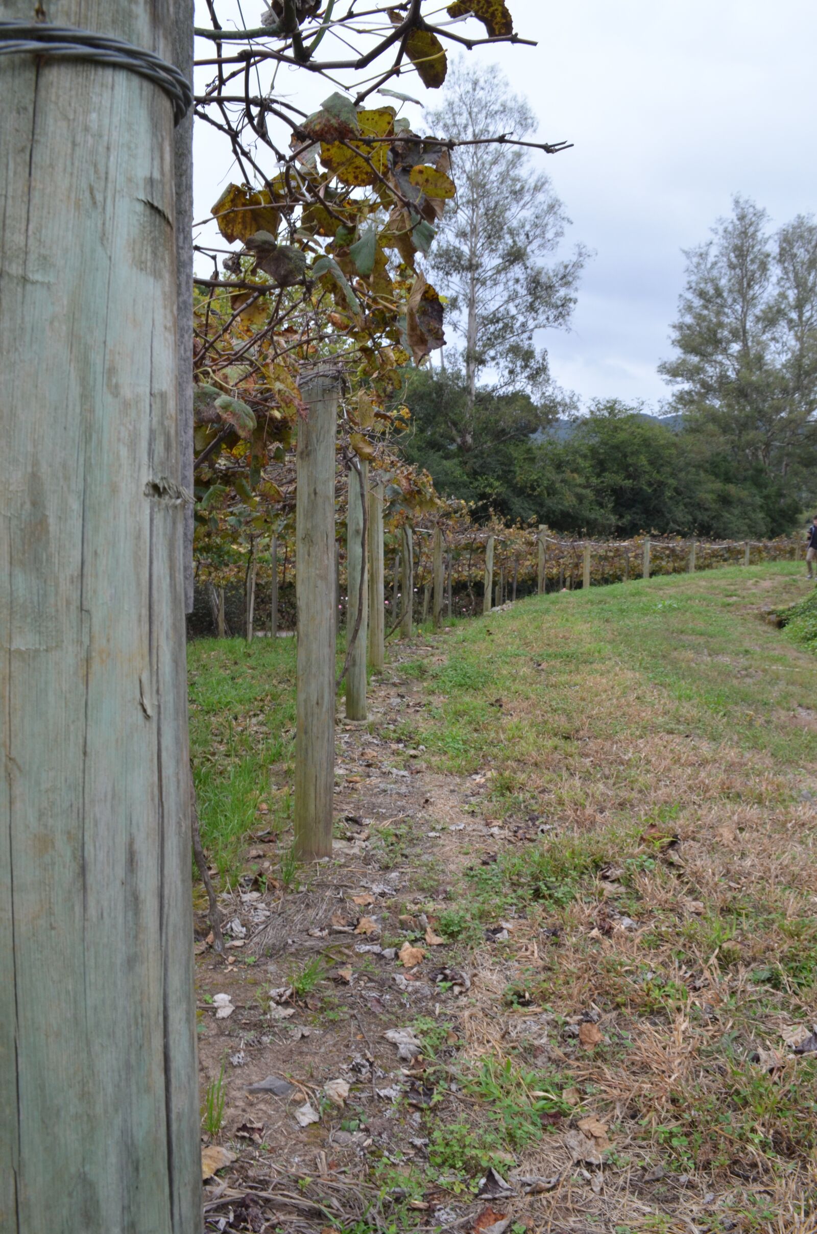 Nikon D5100 sample photo. Vineyard, path, curve photography