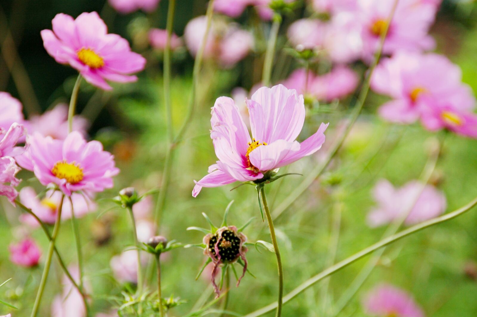 Nikon D50 sample photo. Flowers field, pink, flowers photography