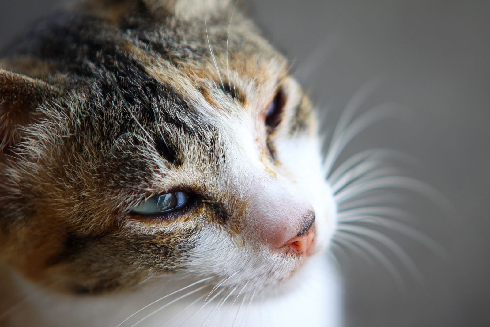 Canon EOS 50D sample photo. Cat, single, cute photography