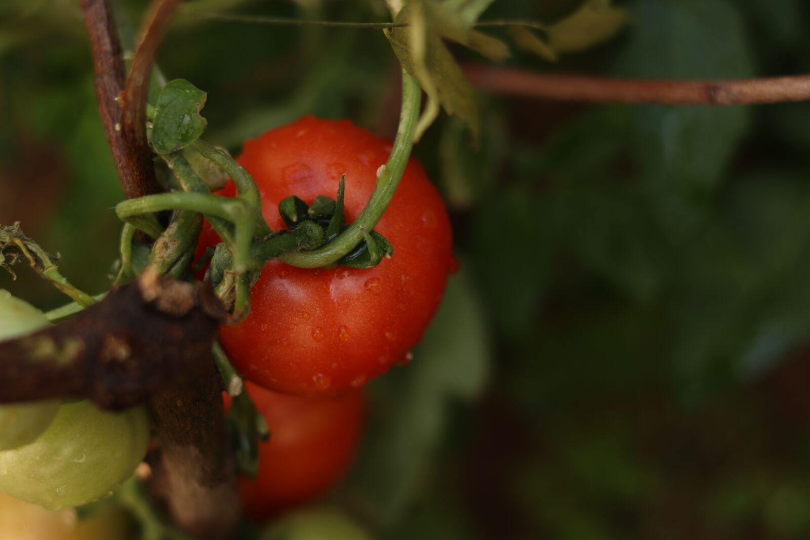Canon EOS 77D (EOS 9000D / EOS 770D) + Canon EF 50mm F1.8 STM sample photo. Tomatoes, produce, harvest photography