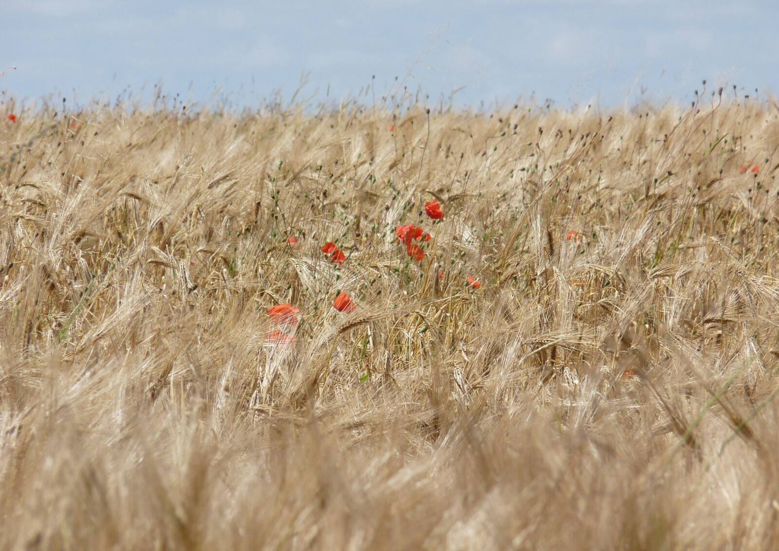 Panasonic Lumix DMC-FZ28 sample photo. Fields, wheat, poppy photography