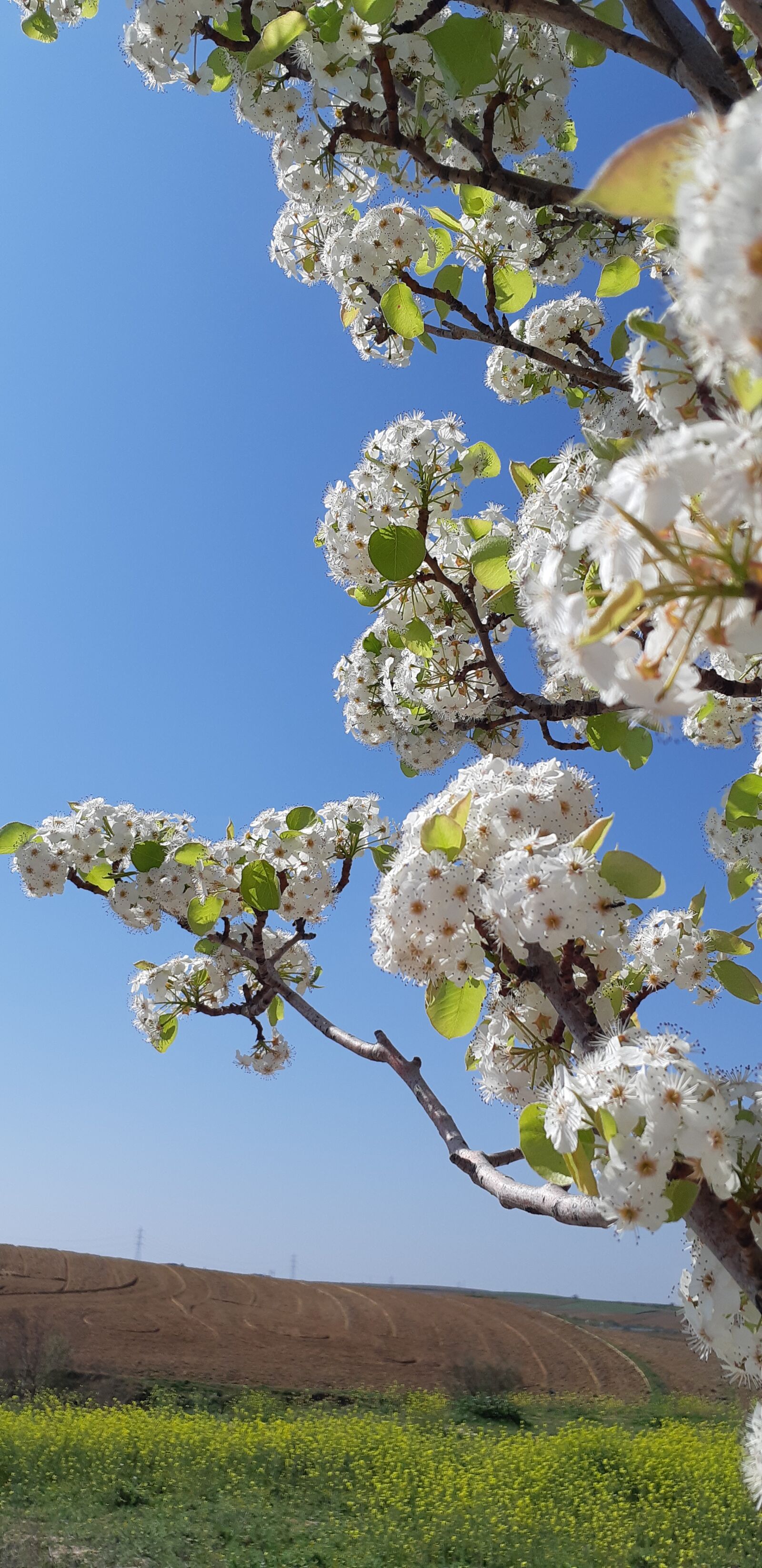Samsung Galaxy A8(2018) sample photo. Sky, tree, spring photography