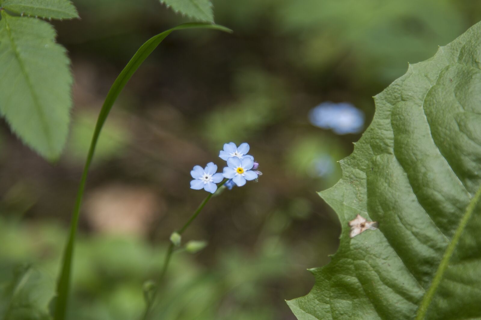 Canon EOS 70D + Canon EF 24-105mm F4L IS USM sample photo. Flower, green, summer photography