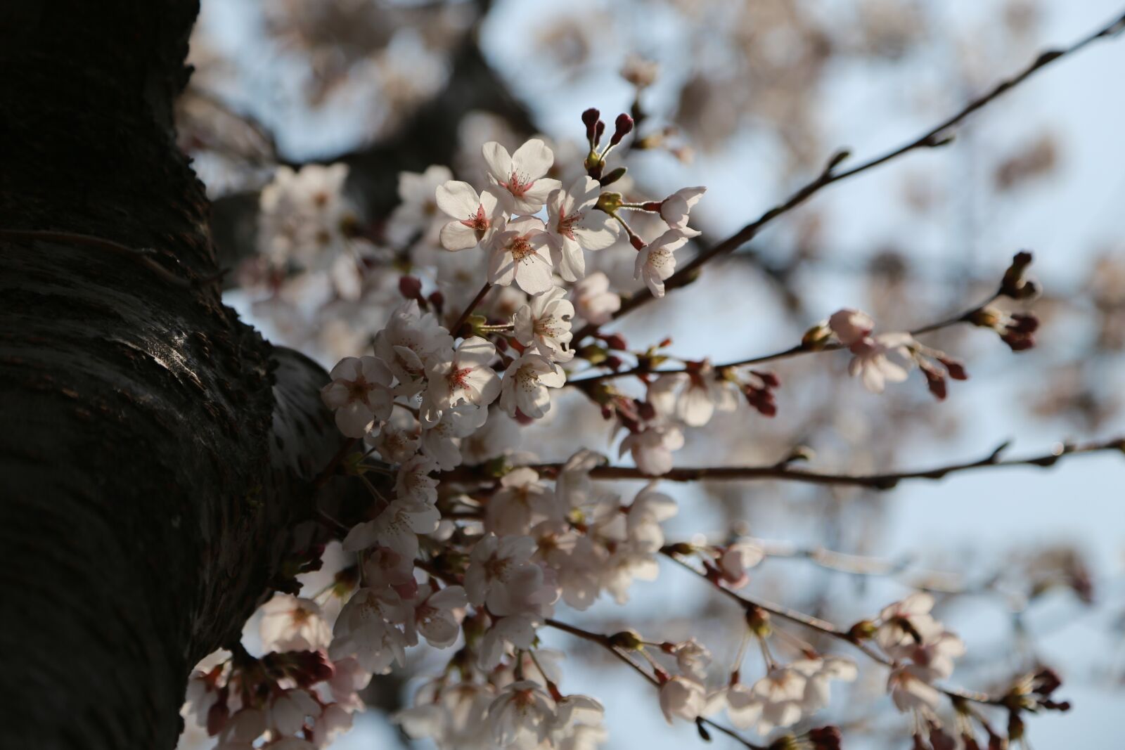 Canon EOS 6D + Canon EF 24-105mm F4L IS USM sample photo. Wood, nature, quarter photography
