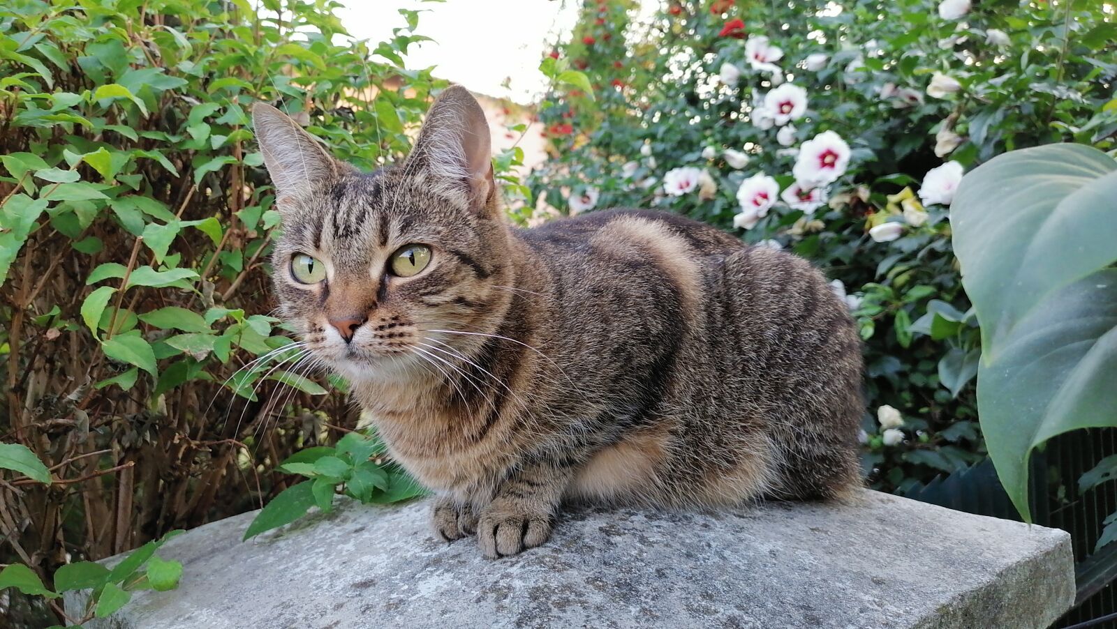 HUAWEI STK-LX1 sample photo. Cat, kitten, dachowiec photography