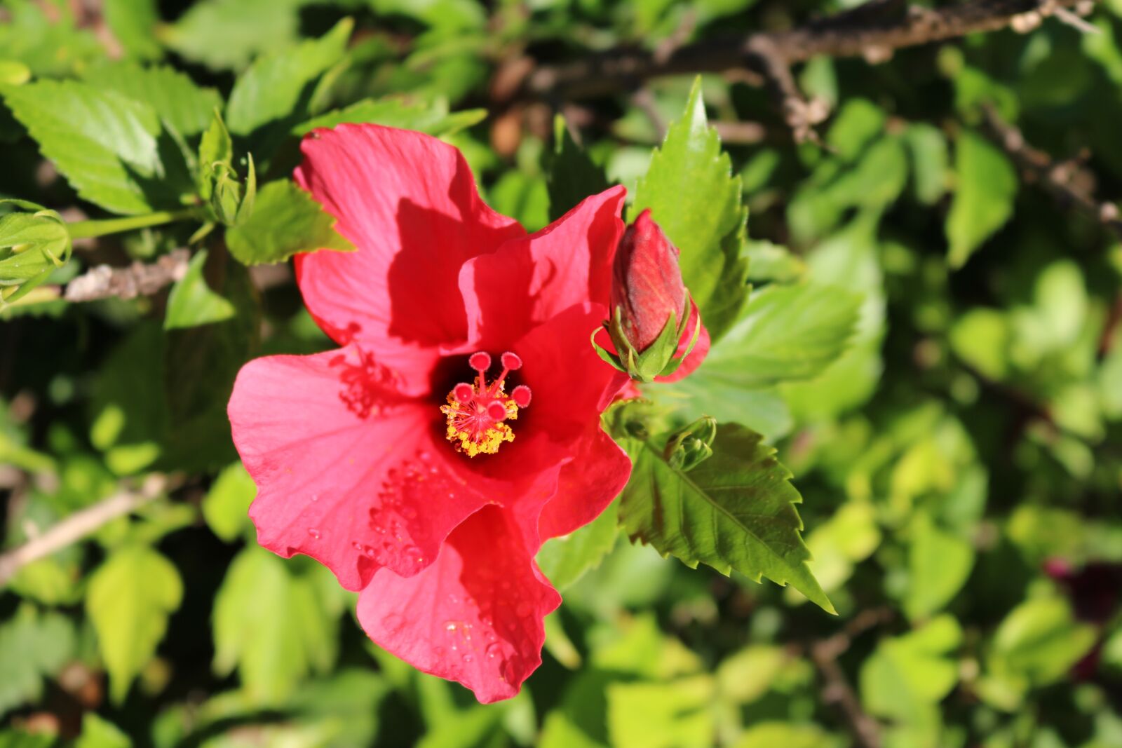 Canon EOS 750D (EOS Rebel T6i / EOS Kiss X8i) sample photo. Hibiscus flower, hibiscus, marshmallow photography