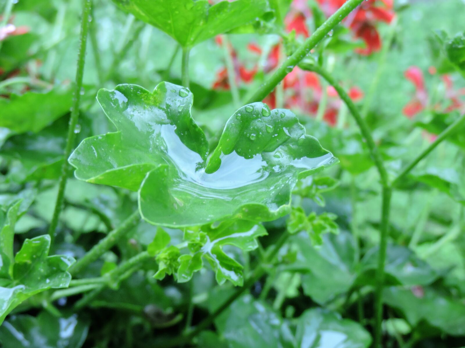 Nikon Coolpix P530 sample photo. Geranium leaf, drop of photography