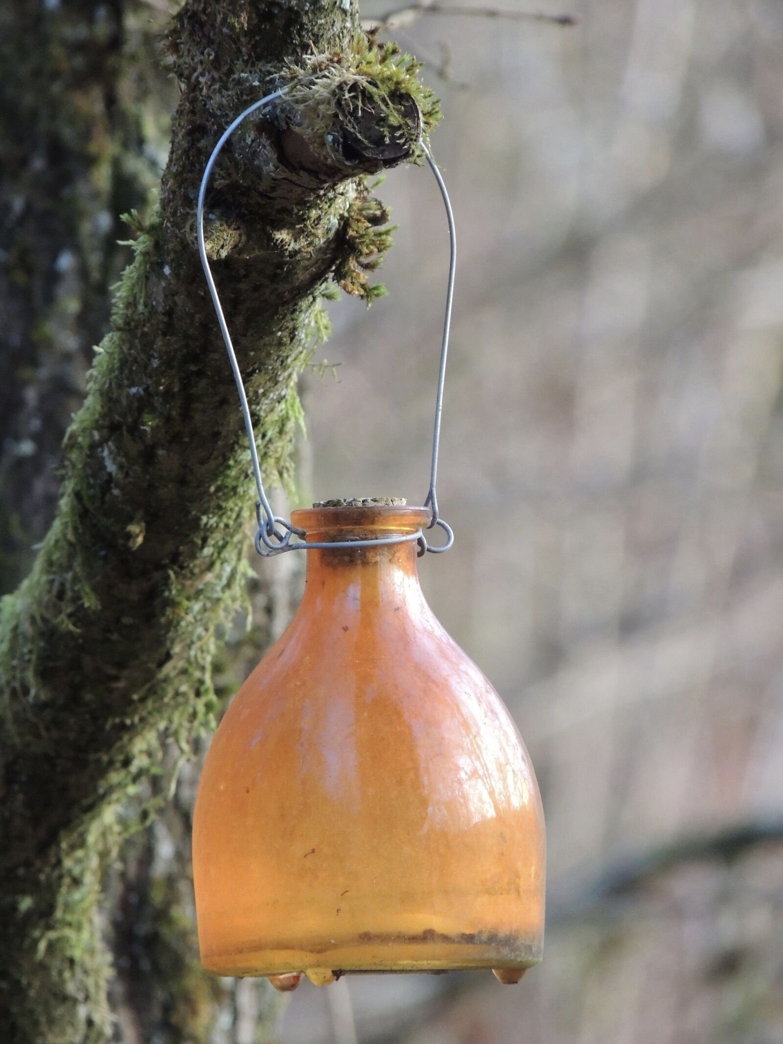 Nikon Coolpix P510 sample photo. Wasp trap, glass bottle photography