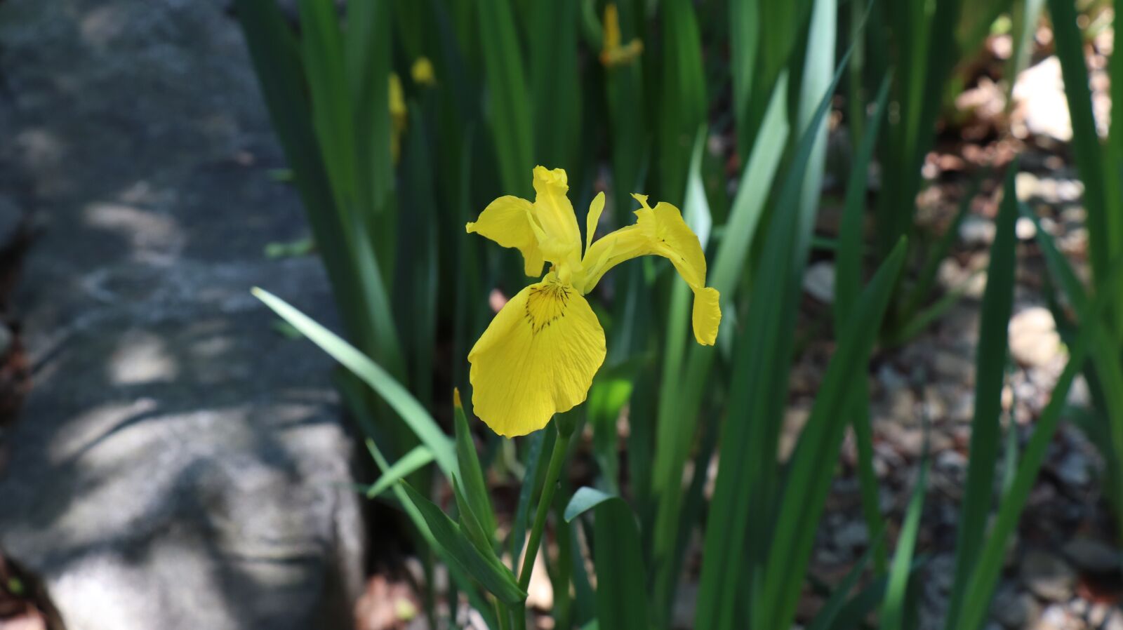 Canon EOS 77D (EOS 9000D / EOS 770D) sample photo. Yellow iris chang cells photography