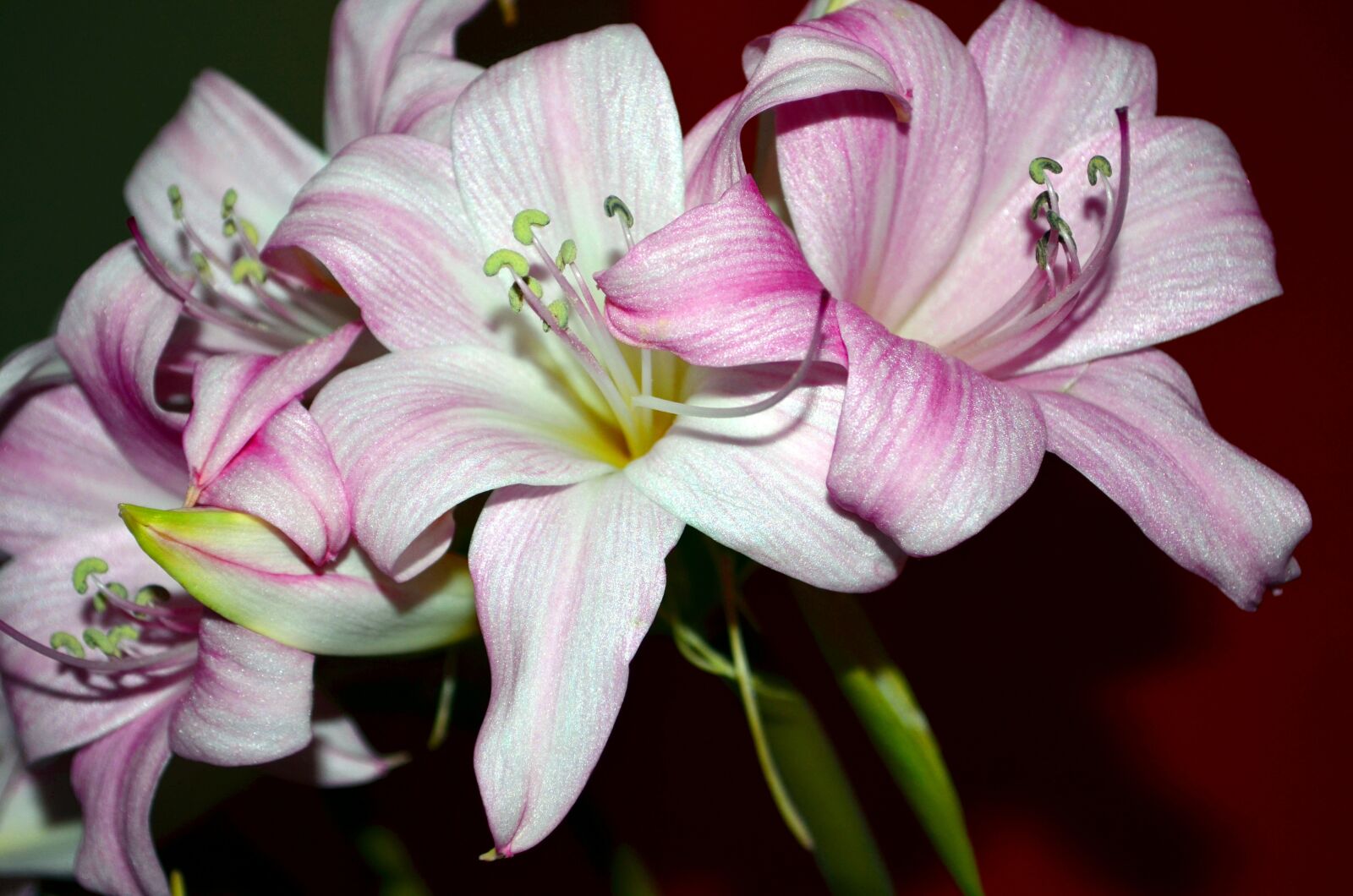 Nikon D5100 sample photo. Lily, flowers, rosa photography