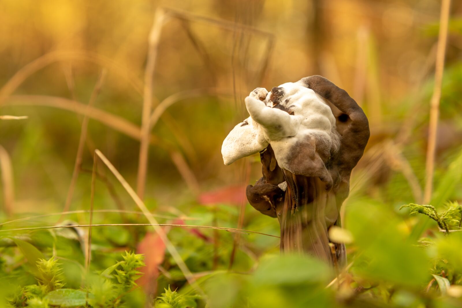 Nikon D750 sample photo. Mushroom, forest, fall photography