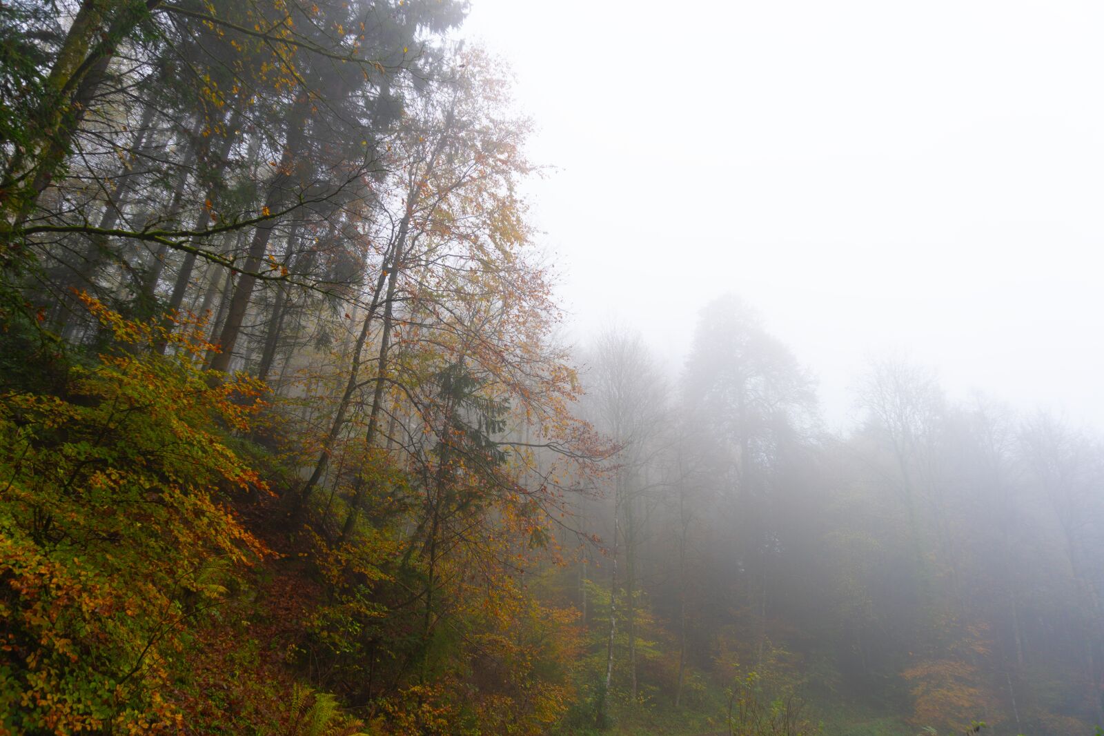 Sony a6500 sample photo. Trees, fog, autumn photography
