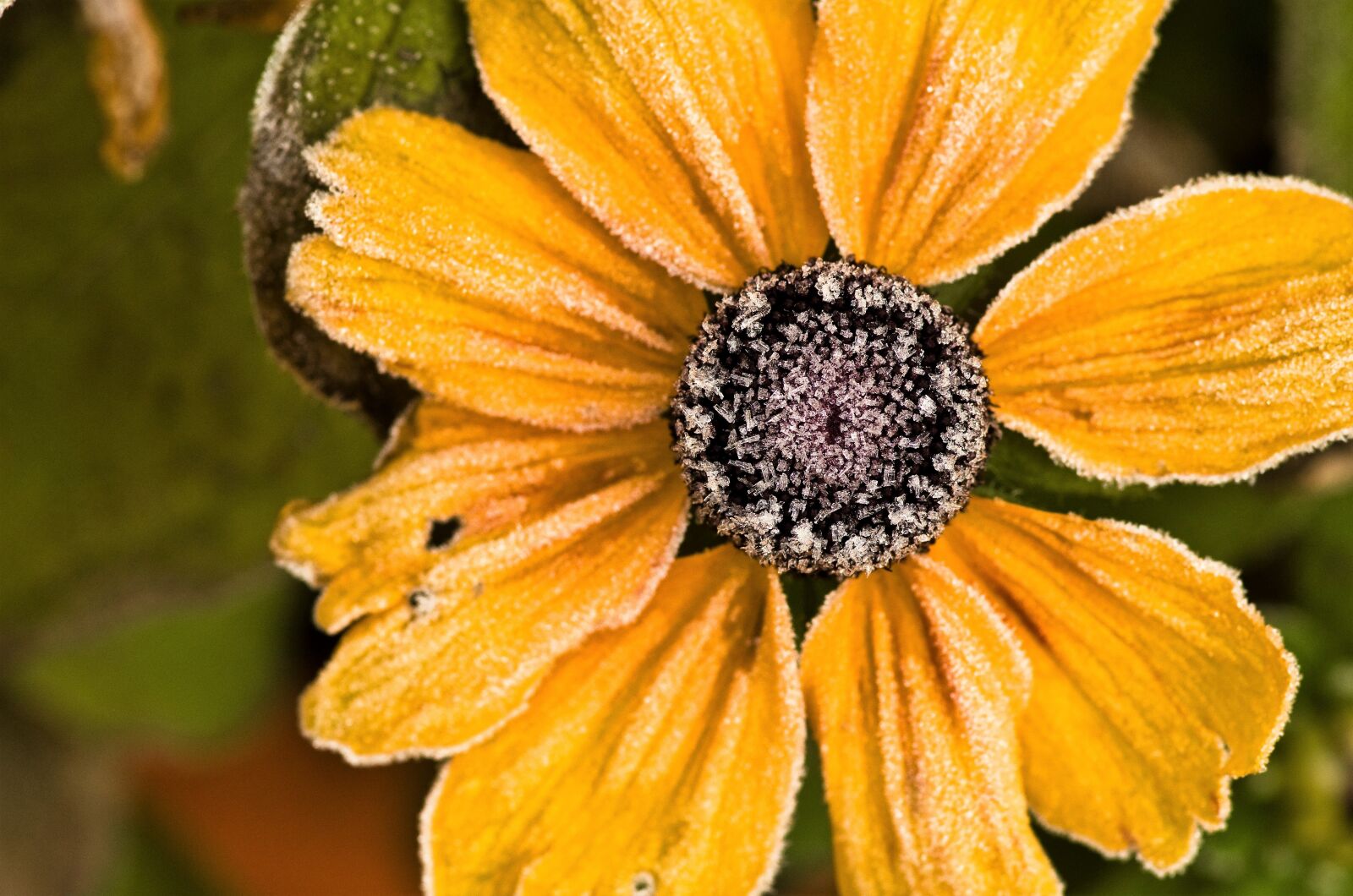 Pentax K-30 sample photo. Flower, blossom, bloom photography