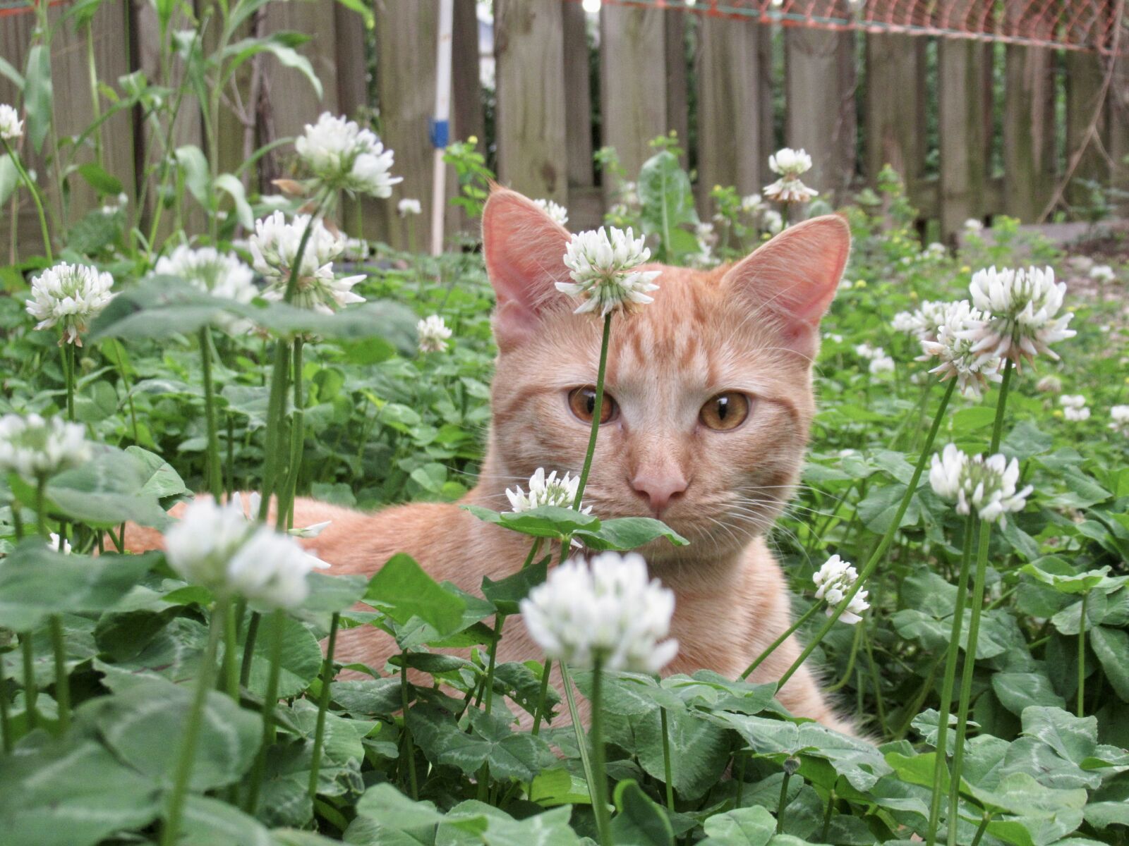 Canon PowerShot SX620 HS sample photo. Pilot in clover field photography