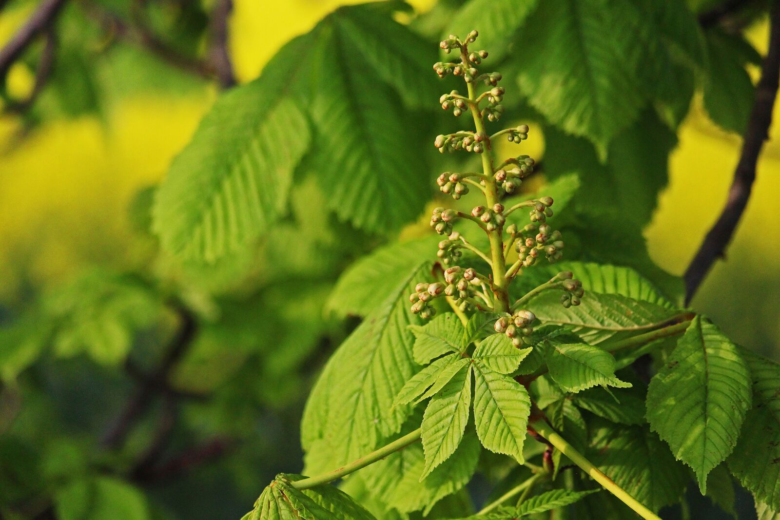 Canon EF-S 55-250mm F4-5.6 IS STM sample photo. Chestnut tree, chestnut, tree photography