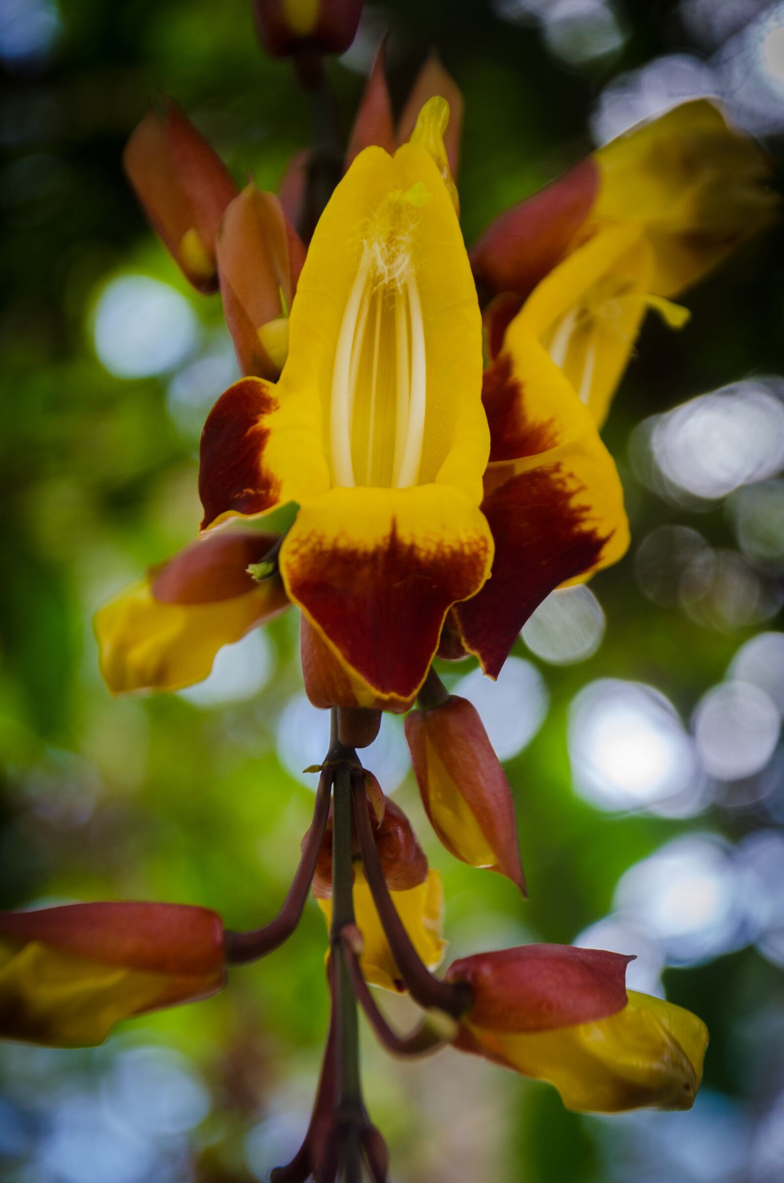 Nikon D5100 sample photo. Orchids, bouquet, nice photography