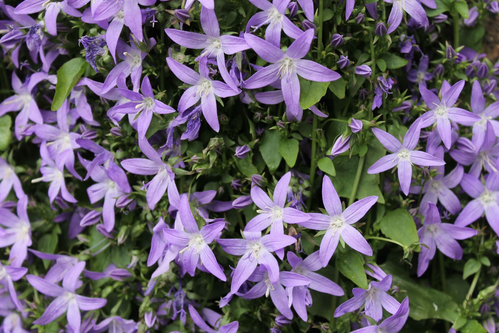 Canon EOS 1100D (EOS Rebel T3 / EOS Kiss X50) sample photo. Flowers, lilac, violet photography