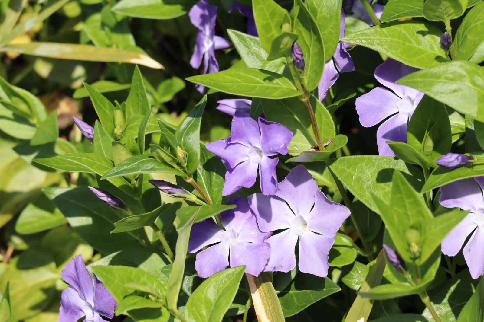 Canon EF-M 55-200mm F4.5-6.3 IS STM sample photo. Natural, flowers, periwinkle photography
