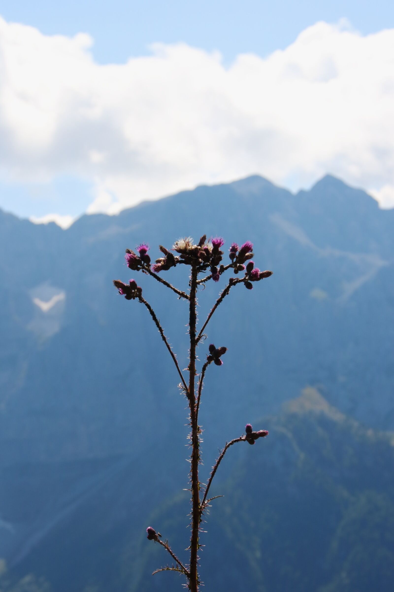 Canon EOS 750D (EOS Rebel T6i / EOS Kiss X8i) sample photo. Flowers, mountain, summer photography