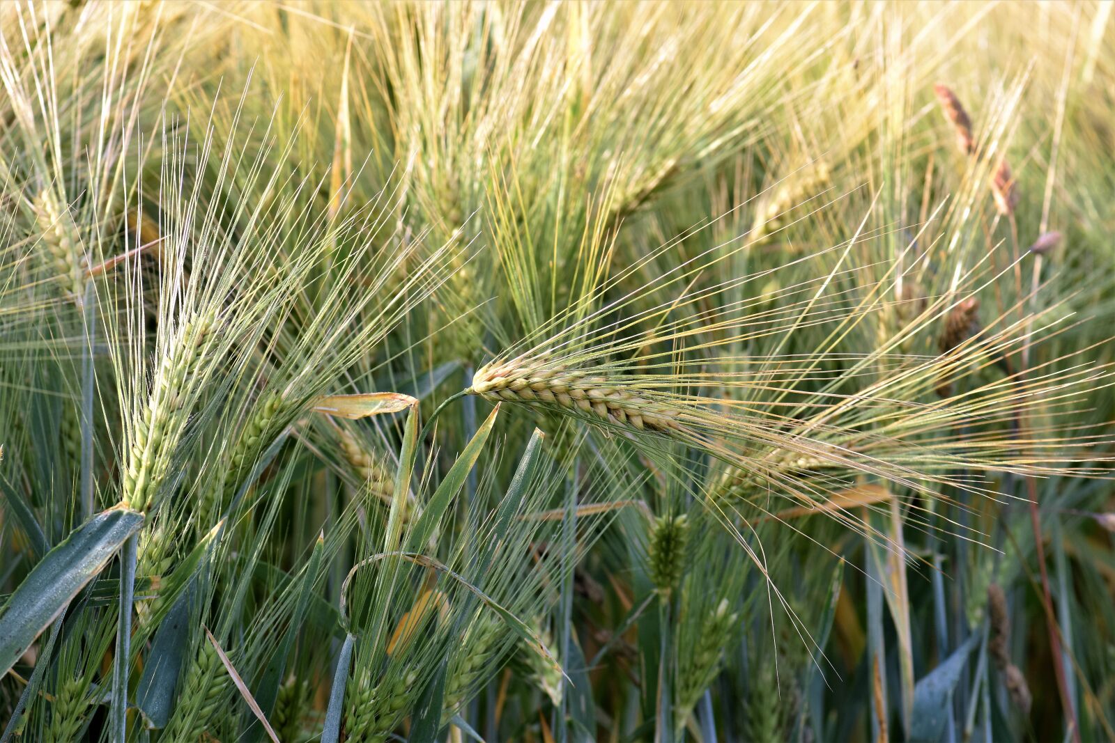 Nikon D5500 sample photo. Wheat, winter wheat, agriculture photography