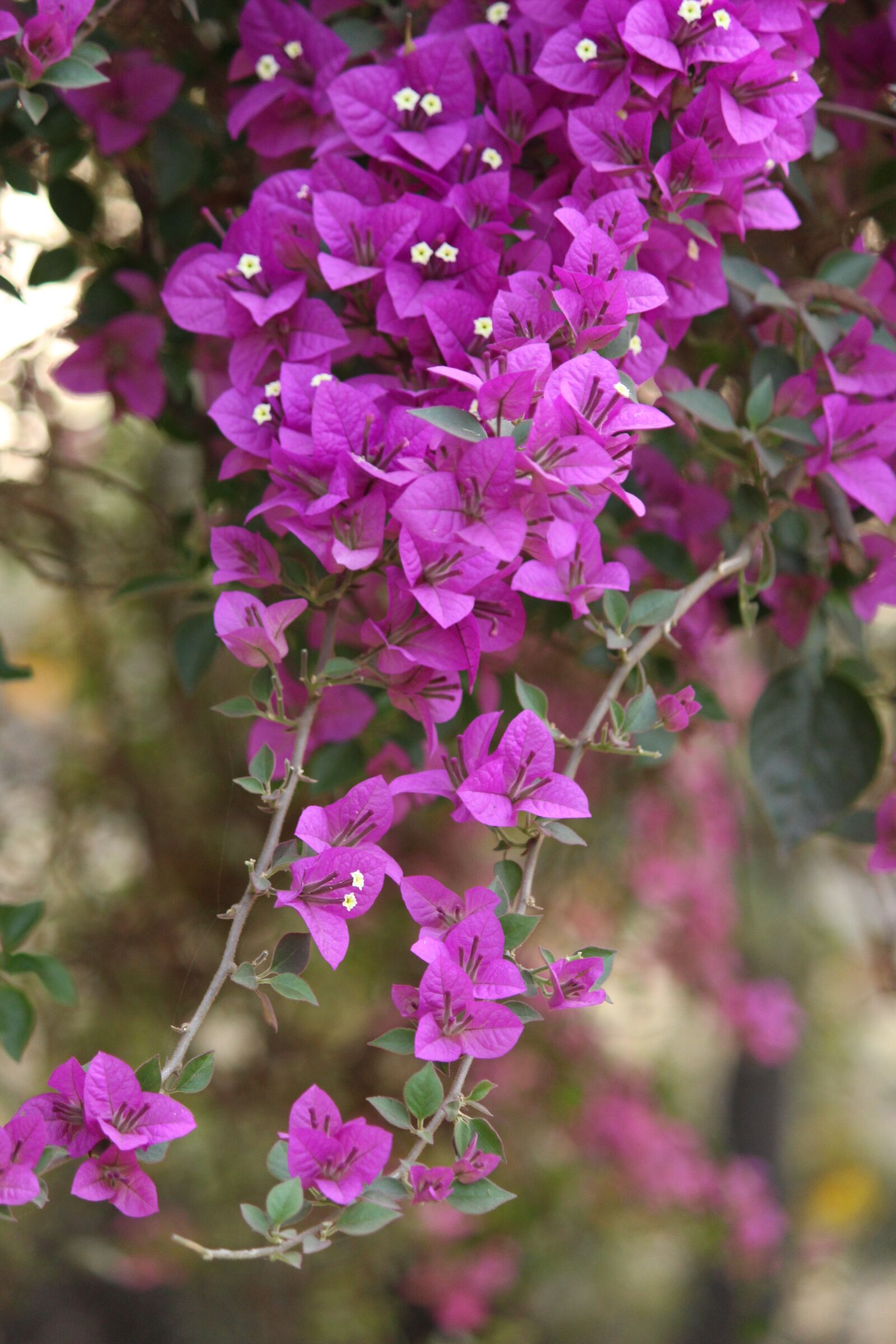 Canon EOS 700D (EOS Rebel T5i / EOS Kiss X7i) sample photo. Photo, pic, pixabay photography