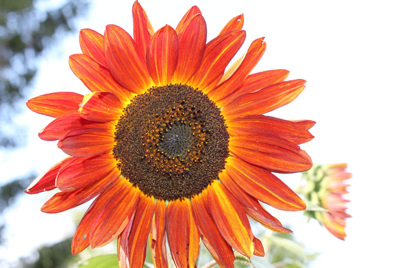 Canon EOS 550D (EOS Rebel T2i / EOS Kiss X4) sample photo. Sunflower, red, summer photography