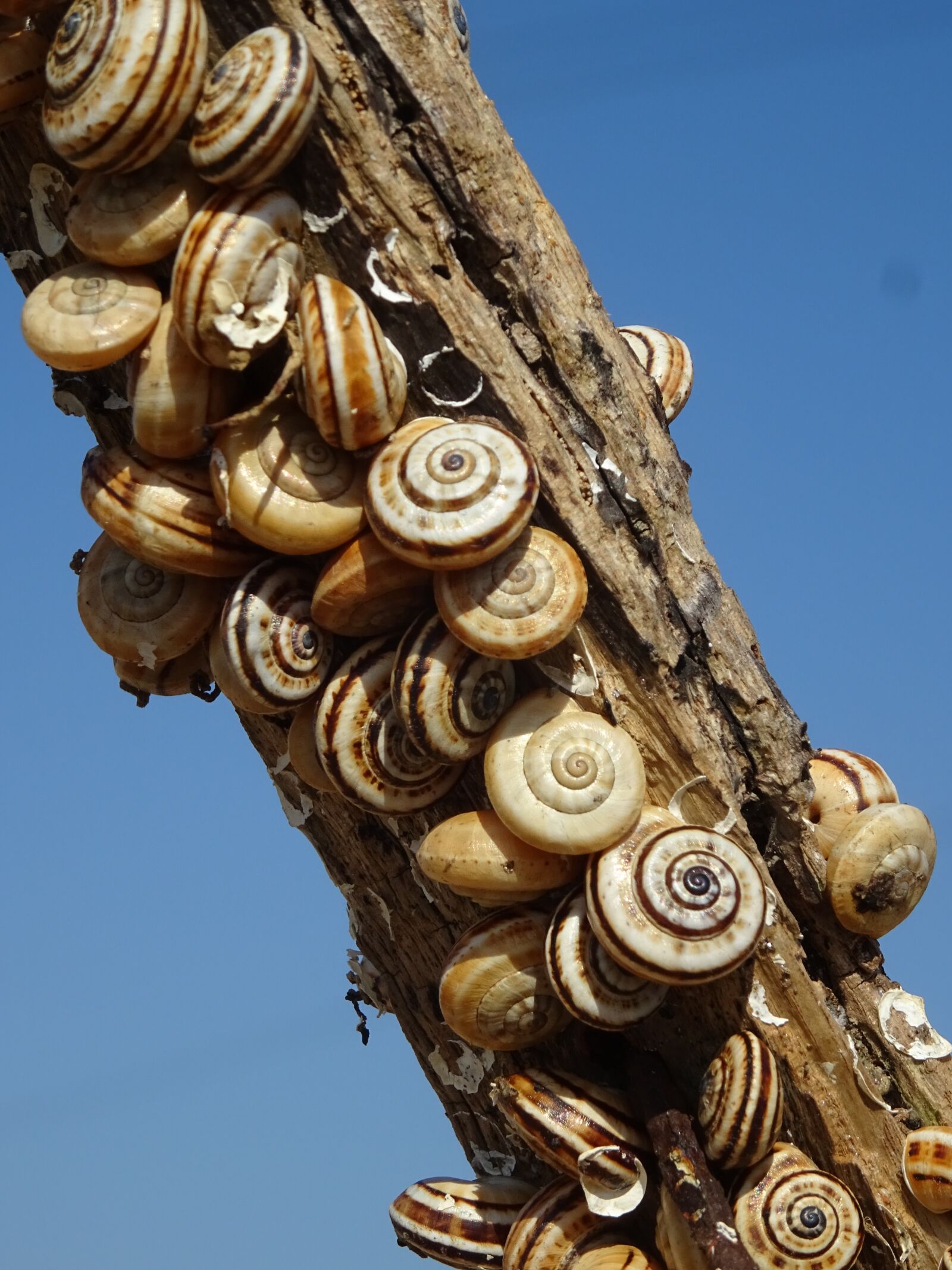 Sony DSC-HX60 sample photo. Snails, branch, snail shell photography