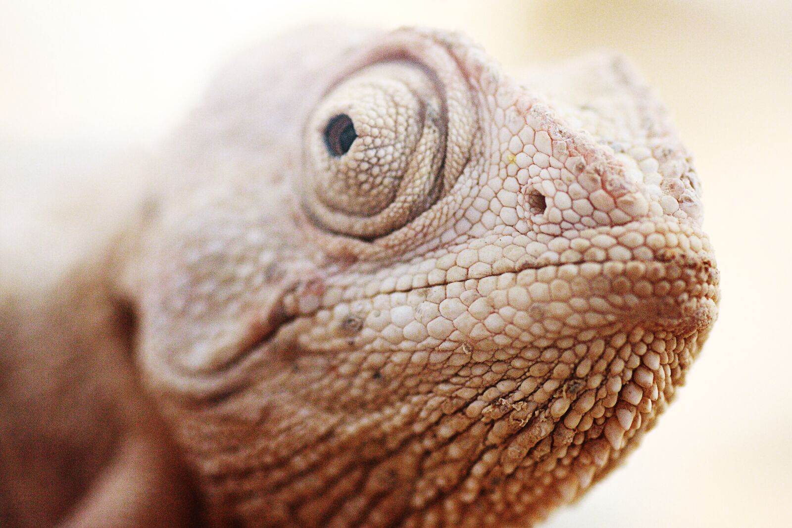 Canon EOS 40D sample photo. Animal, lizard, reptile photography