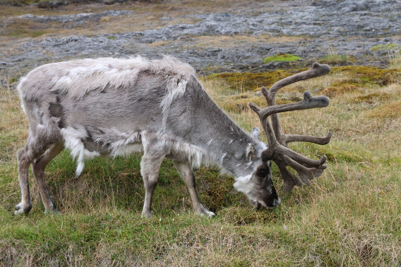Canon EF-S 15-85mm F3.5-5.6 IS USM sample photo. Svalbard reindeer, reindeer, svalbard photography