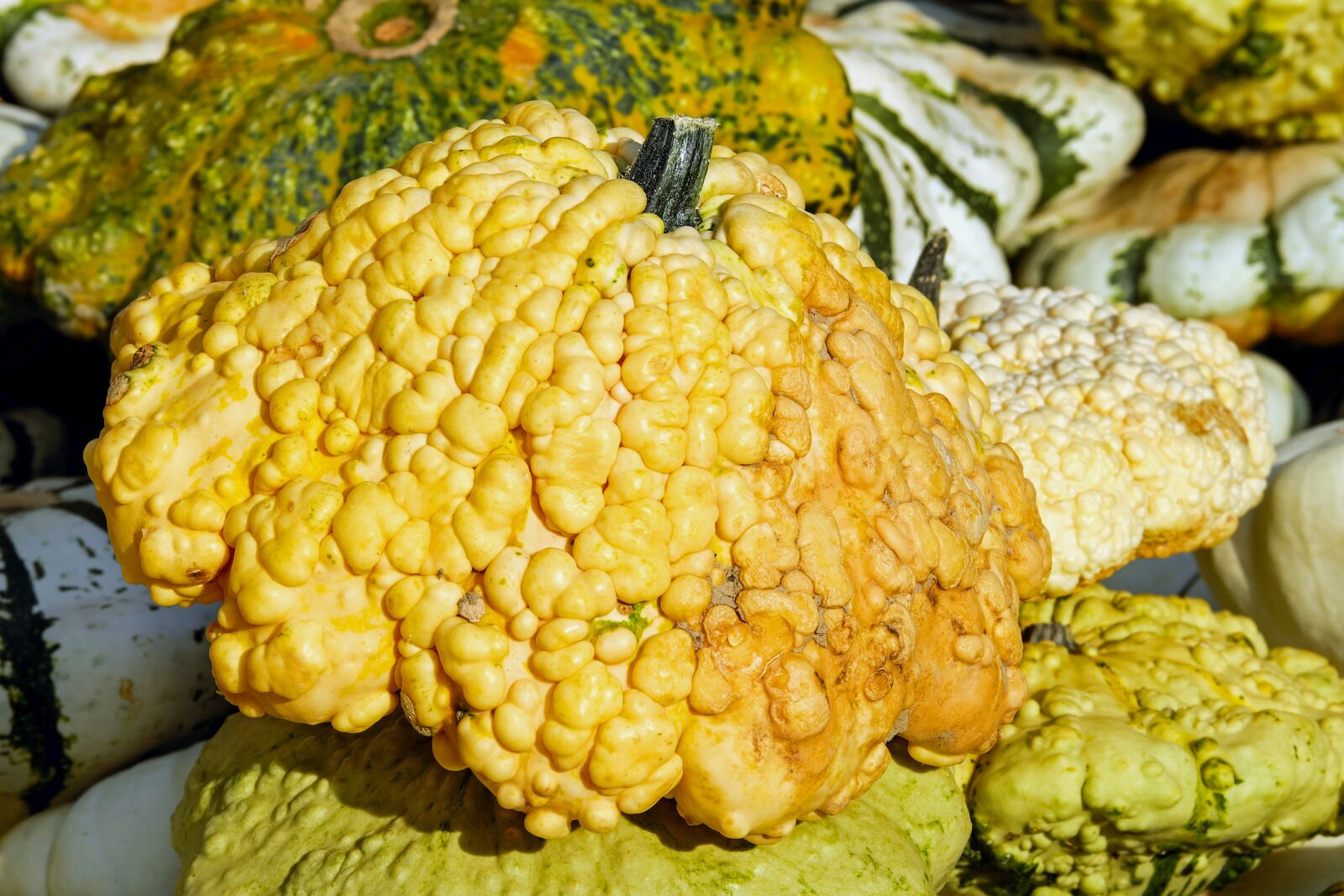Fujifilm XF 55-200mm F3.5-4.8 R LM OIS sample photo. Pumpkin, gourd, autumn photography