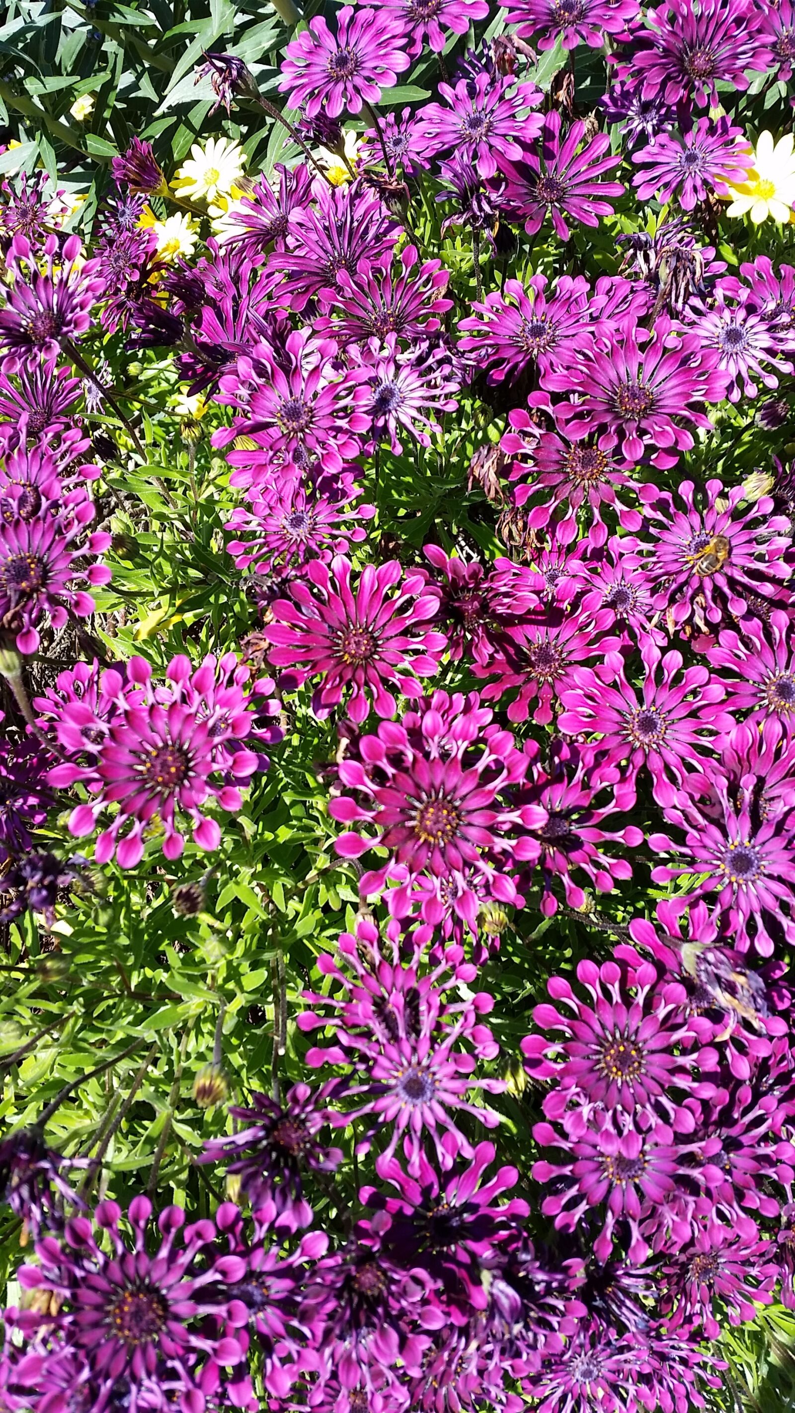 Samsung Galaxy S5 sample photo. Australia, flower, flowers, purple photography