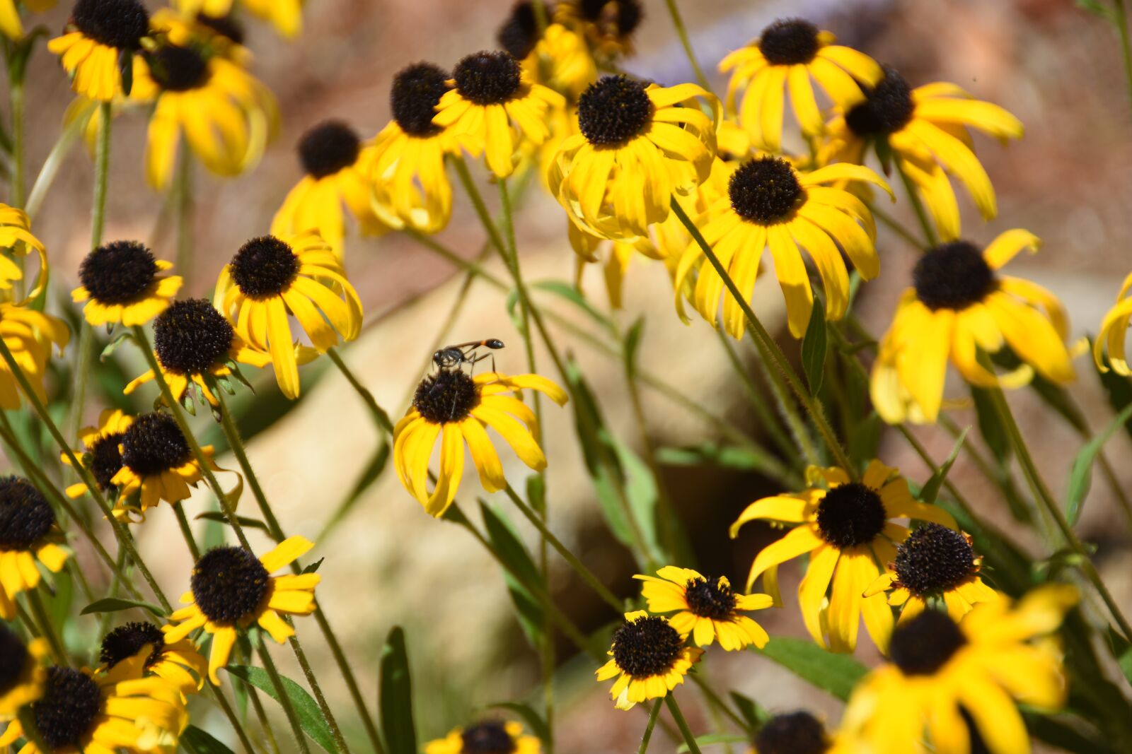 Nikon D7200 sample photo. Flower, black-eyed, yellow photography