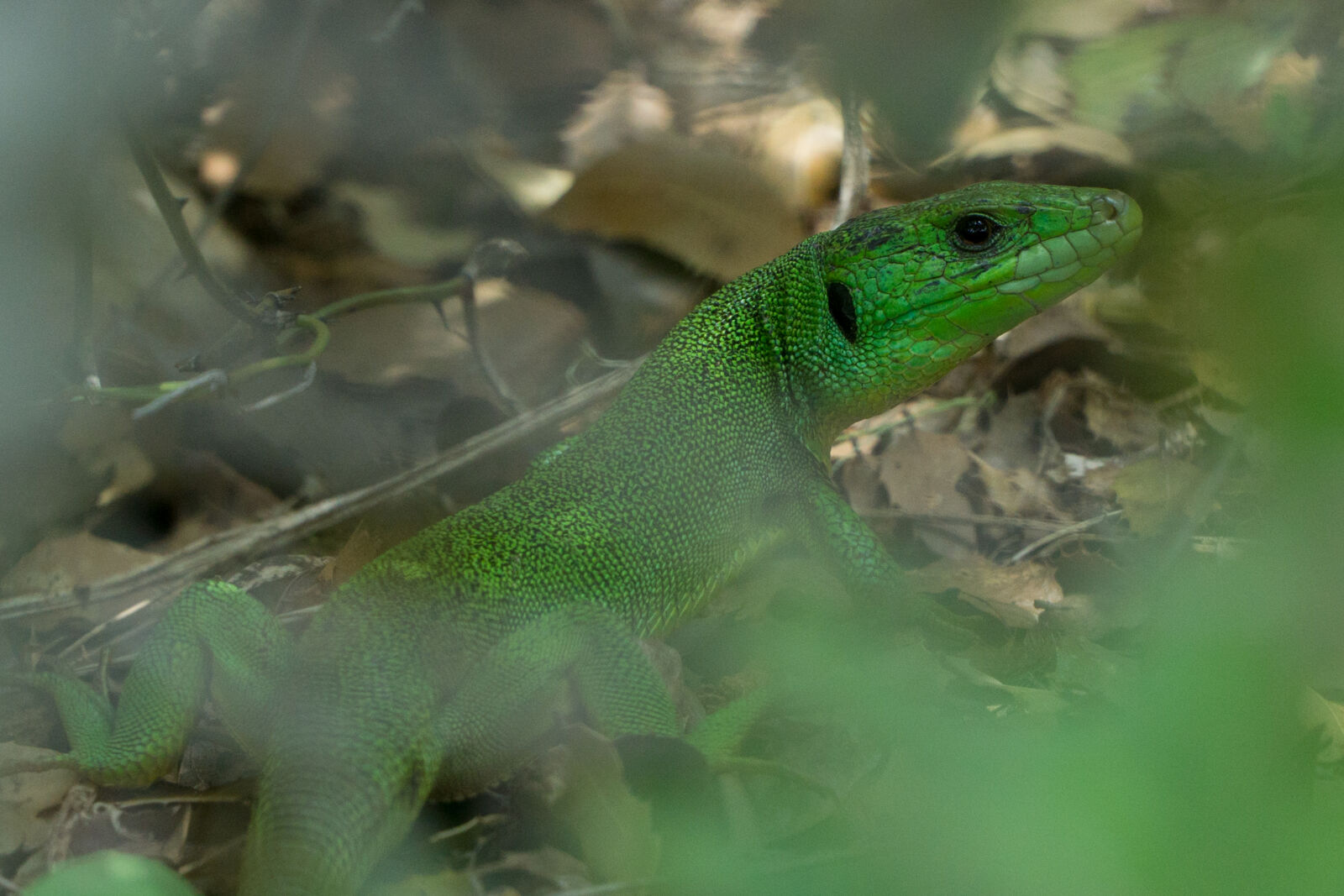 Sony E PZ 18-105mm F4 G OSS sample photo. Animal, green, hidden, iguana photography