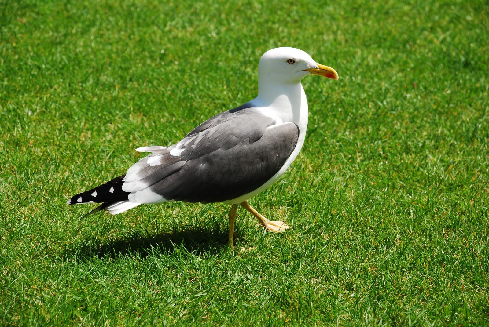 Nikon D80 sample photo. Seagull, bird, seevogel photography