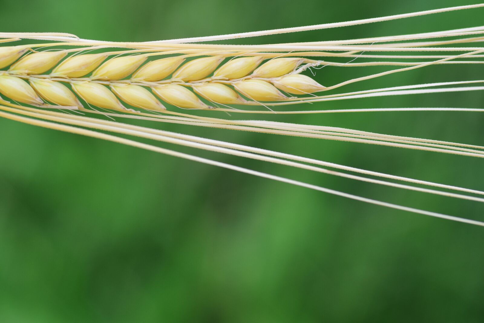 Nikon D3300 sample photo. Barley, cereals, grain photography