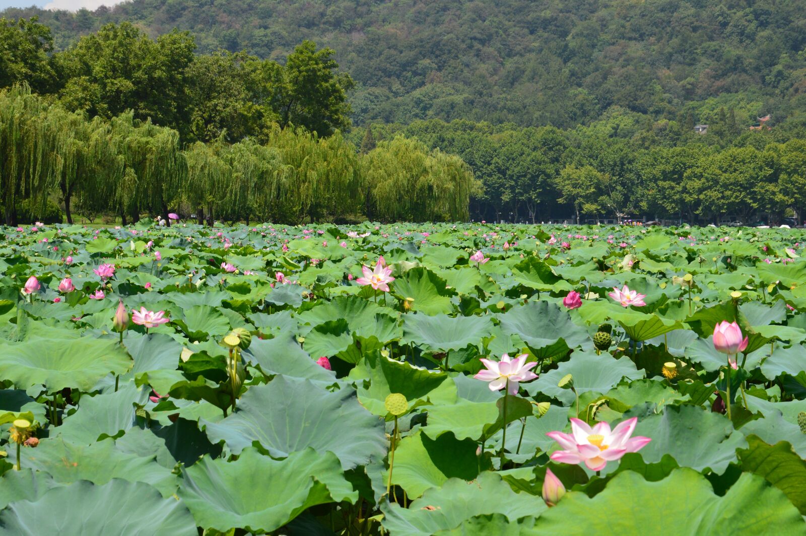Nikon D3200 sample photo. 杭州, 西湖, 风景 photography