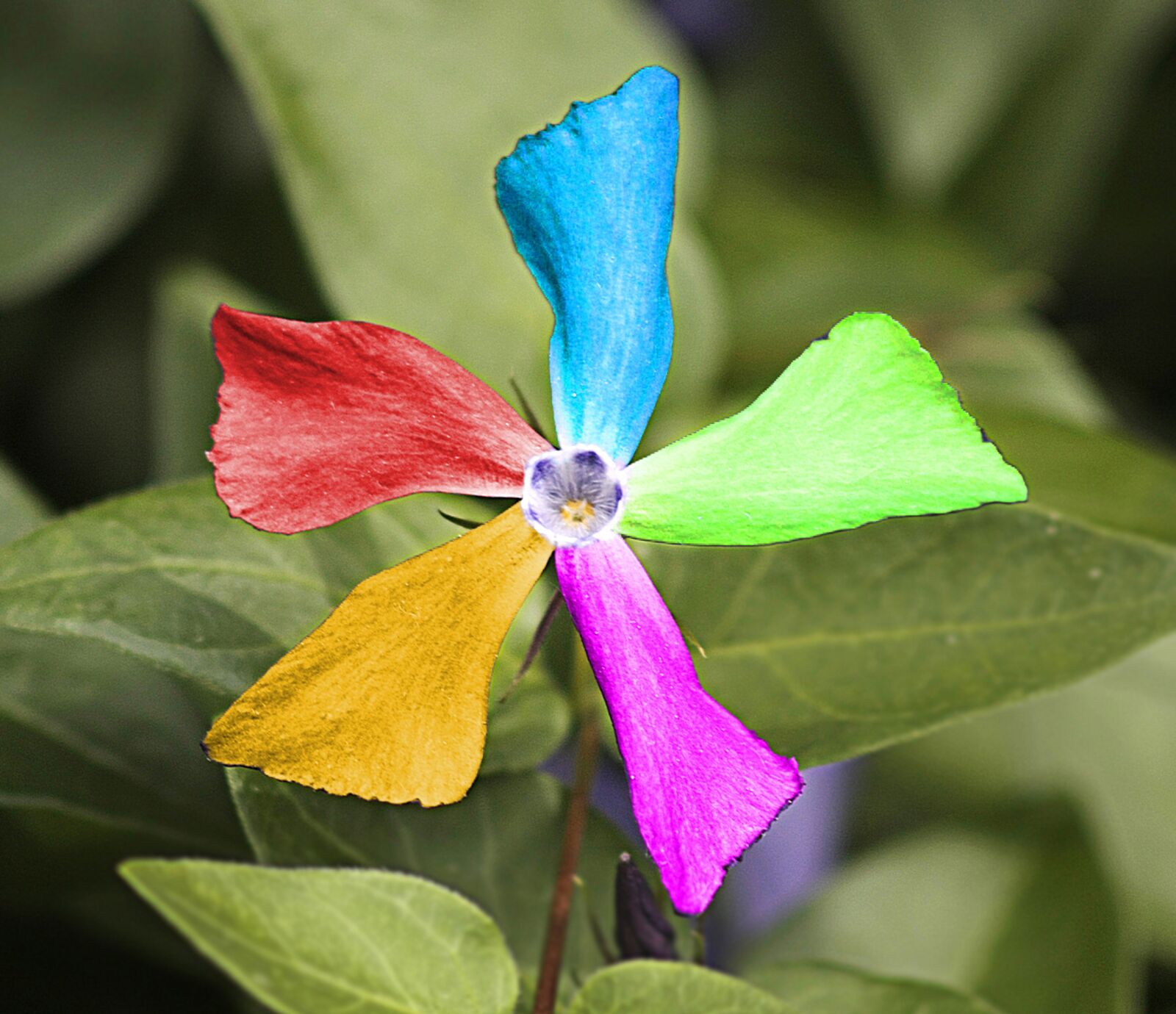 Canon EOS 450D (EOS Rebel XSi / EOS Kiss X2) sample photo. Flower, colorful, alienation photography