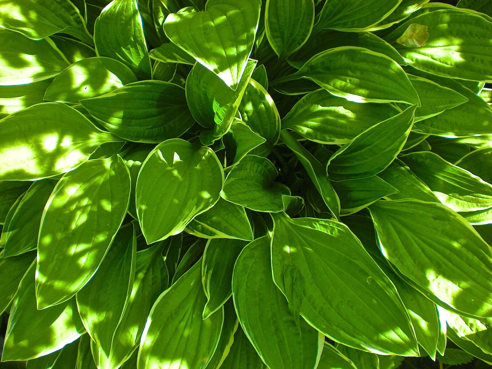 Nikon Coolpix S210 sample photo. Leaf, green, garden photography