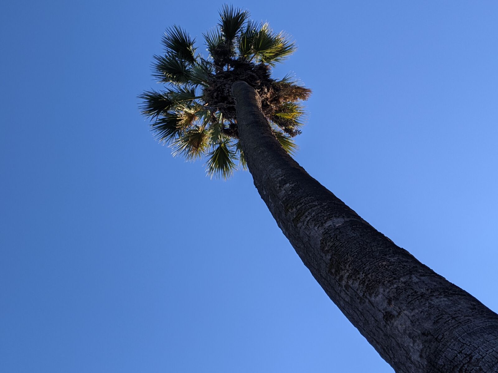 Google Pixel 3a sample photo. Palm tree, sacramento, capitol photography