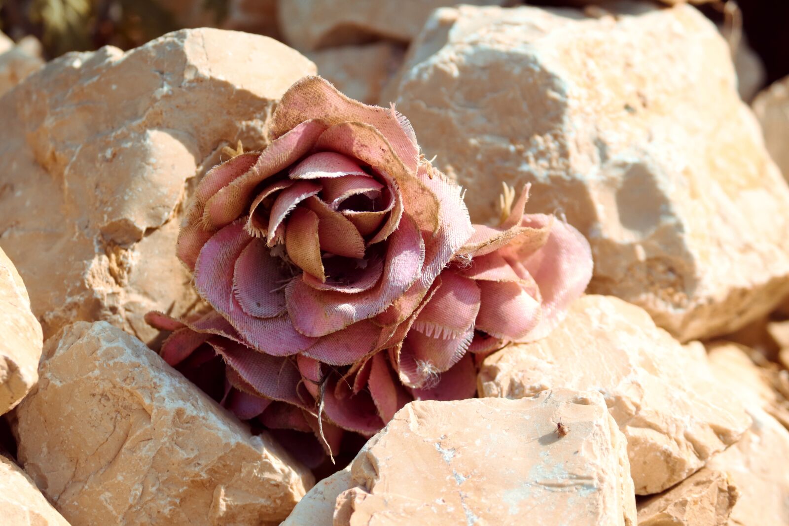 Canon EOS 200D (EOS Rebel SL2 / EOS Kiss X9) sample photo. Rose, symbol, stones photography
