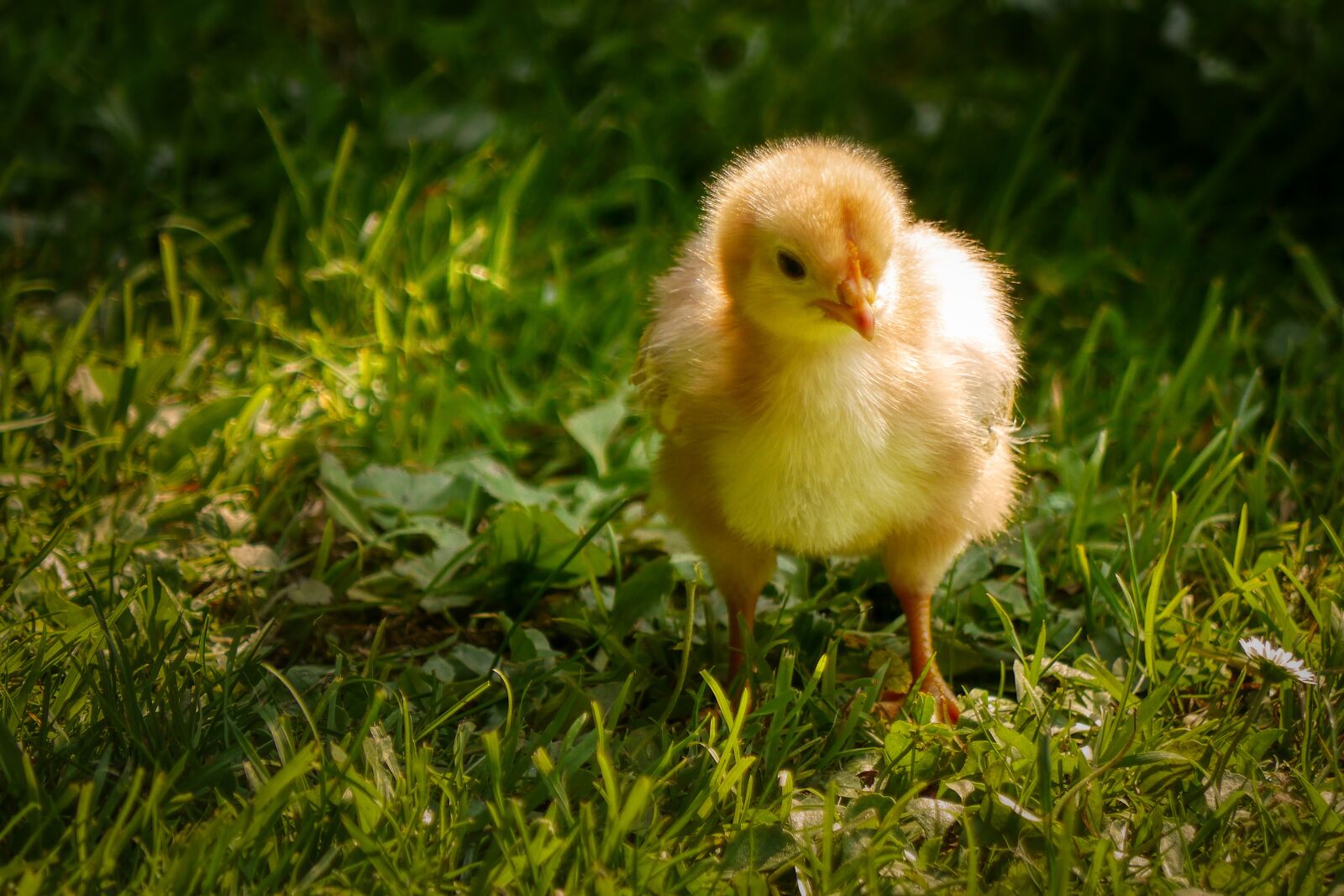 Panasonic Lumix DMC-G5 sample photo. Chicks, young chicken, cute photography